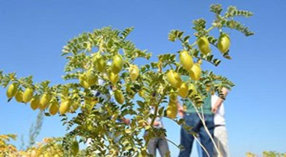 Toroslarda Zorlu Hasat Dönemi
