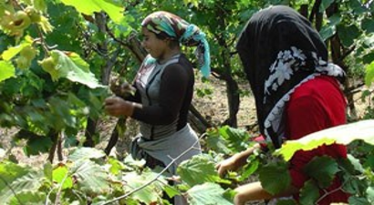 Mevsimlik tarım işçileri fındıktan umutlu