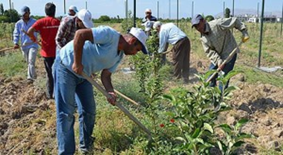 Çiftçiler meyveciliği okulunda öğrenecek