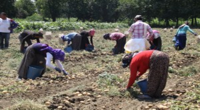 Patates Fiyatları Güldürdü, Rekolte Üzdü