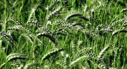 Rekolte Geriledi, Buğday ve Çeltik Fiyatları Arttı