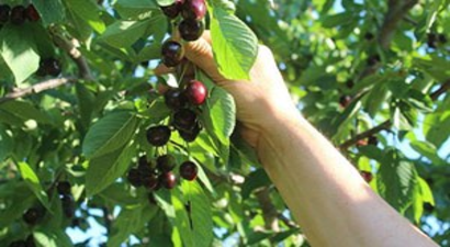 Rusya`daki kriz ve yağış Türk kirazını vurdu