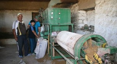 Sertifikalı Tohumluk Alamayan Çiftçiler Kendi Tohumluğunu Hazırladı