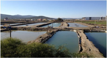 Tarla Balıkçılığı Nasıl Yapılır ?