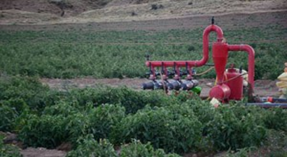 Tatvan`da 100 bin ton domates rekoltesi bekleniyor