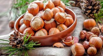 TZOB`un fındık rekolte tahmini 590 bin ton