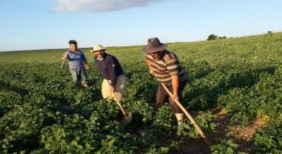 Yozgat`ın Lök Köyünde Çiftçiler Fasulye Üretimine Yöneldi