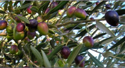 Zeytinde Yılda Ortalama 6 Bin Tonluk Kayıp Önlenecek