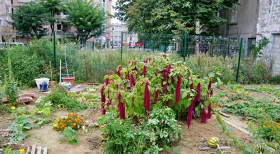 Fransa`da Kent Çiftçileri Artıyor