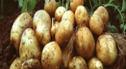 Bilinçli Tarım Verimi Katladı