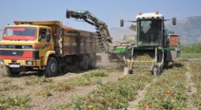 Makineyle Domates Hasadı Dönemi Başladı