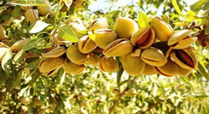 4 yılda 400 milyon dolarlık badem ithal edildi