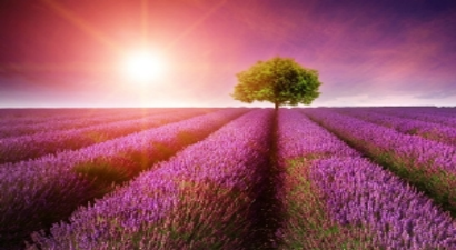 Isparta`nın Yeni Markası Lavanta