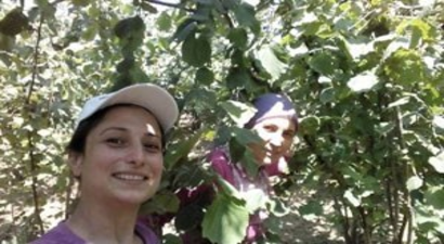 Akçakoca`da Fındık Toplanmaya Başlandı