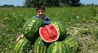 Alıcısı Çıkmayan 35 Kiloluk Karpuzlar Elde Kaldı