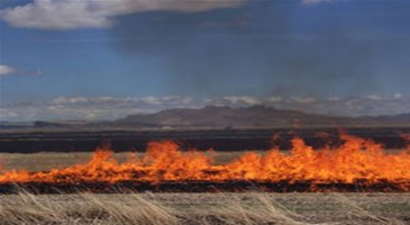 Anız Ateşi Ormana Sıçradı, Helikopter Havadan Müdahale Etti