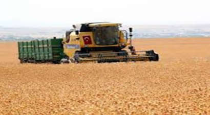 Aspir ürününde, ilk hasat alındı