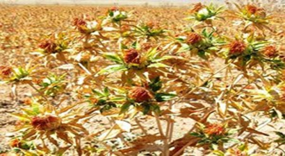 Haymanalı Çiftçilere Aspir Anlatıldı