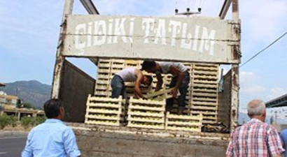 Mudanya`da İncir Hasadı Buruk Başladı