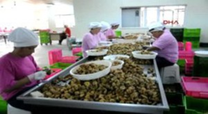 Aydın Buharkent`teki İncir Ağaçlarına Jeotermal Darbesi