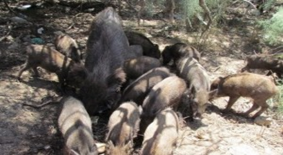 Aydın Çiftçisine Domuzlar Musallat Oldu