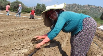 Aydın`da Tarlalar Çilek Üretimine Hazırlanıyor