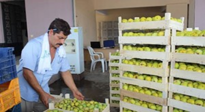 Aydın İnciri İstanbul ve Avrupa Yolculuğuna Başladı