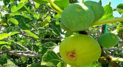 Aydın İnciri` AB`den Tescil Bekliyor