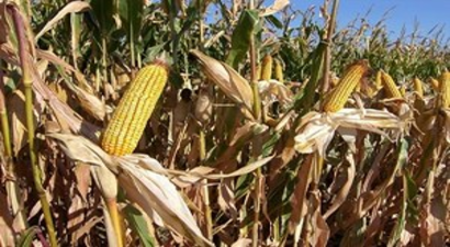 Aydın`da 3 Bin 599 Çiftçiye 5,6 Milyon Mısır Primi Ödenecek