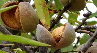 Badem Hasatı Başladı; Üreticiler Rekolteden Memnun