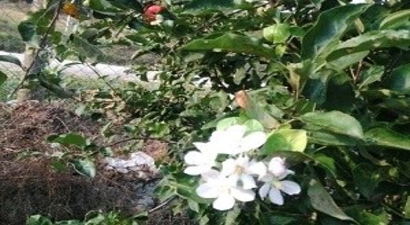 Bozüyük`te Elma Ağaçları Çiçek Açtı