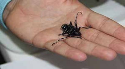 Turunçgil böceği alarmı!!!