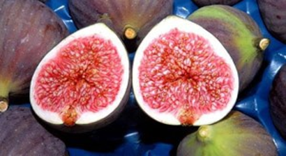 Bursa siyah inciri ihracatının artırılması hedeflendi