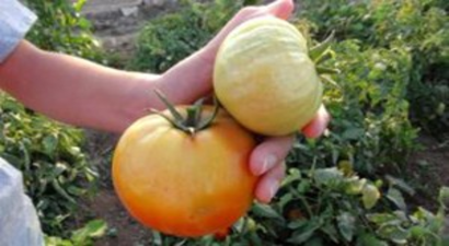 İlaç Kullanılıp Üretilen Domatesler Hastalandı, İlaçsızlar Sapasağlam