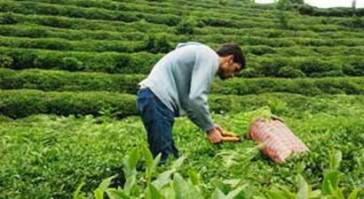 ÇAYKUR ödemeleri ay sonuna kadar tamamlayacak