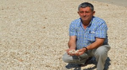 Çerezlik Ayçiçeğinde Hasat Umutlu Başladı