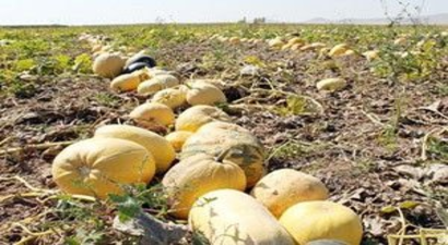 Kabak üretimi Seydişehir`de umut oldu