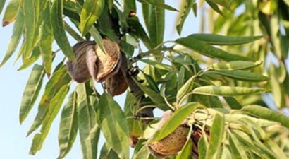Ceyhan`da Badem Hasadı Başladı