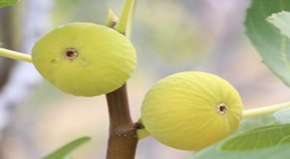 Çiftçi İncirde Koruma İstiyor