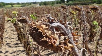 Çiftçi Yağmur Bekliyor