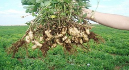 Çukurova`da Yer Fıstığı Hasadı Başladı