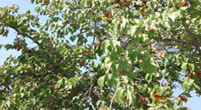 Dağ Kirazı Dalında Kaldı