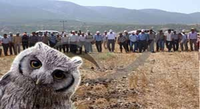 Tarla faresine karşı baykuş yuvaları