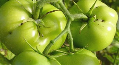 Elbistan`da Üreticilere `Domates Güvesi` Uyarısı