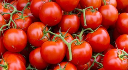 Domates üreticisi düşük fiyattan şikayetçi