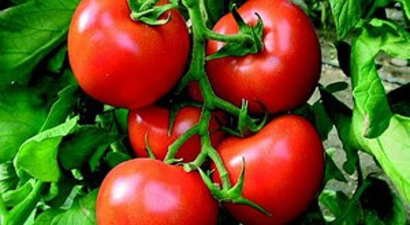 Mildiyö mücadelesi 300 bin ton salçalık domatesi kurtardı