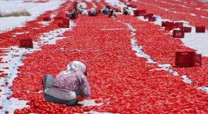 Domatesi kurutup Avrupa`ya satıyorlar