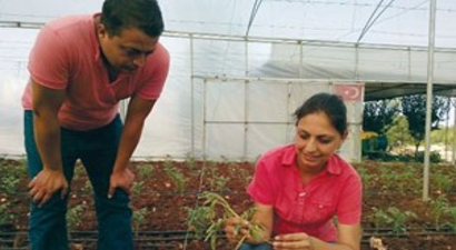 Domates Fideleri Uzman Gözetiminde Dikildi