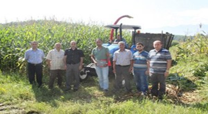 Düzce`de Silajlık Mısır Hasadı Başladı
