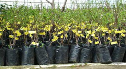 Erdemli`de Sertifikalı Fidan Satışına Başlandı